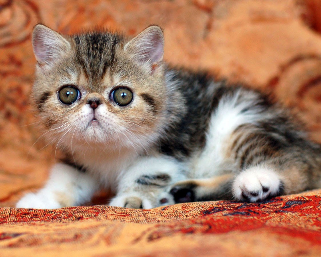 Mantar�ın Maceraları Evcil Hayvan Bakıcılığı Kursu Açılıyor!