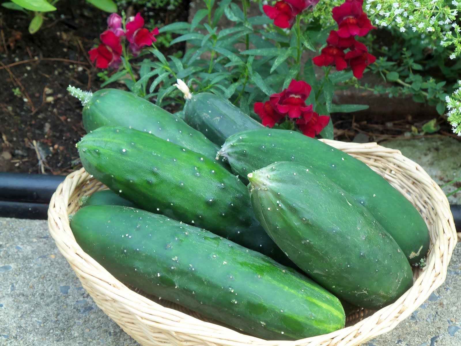 Farm to Jar ICICLE PICKLES HOMEMADE FROM MY "FARM"
