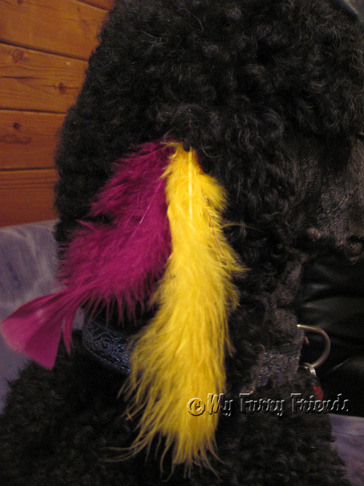 Pet Grooming The Good, The Bad, & The Furry Feathers, Feathers, Feathers