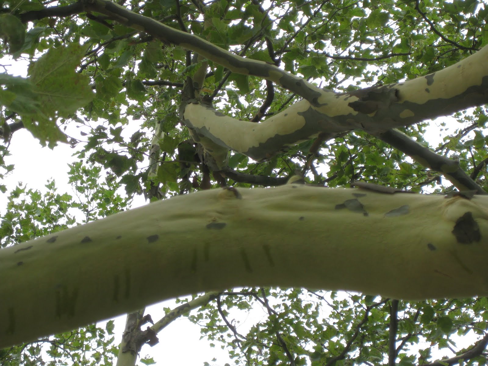 Trees Shedding sycamores