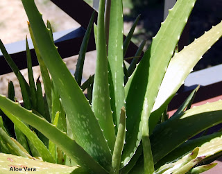 Aloe Vera or Ghritkumari Aloe Vera