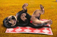 pokey! pic 1