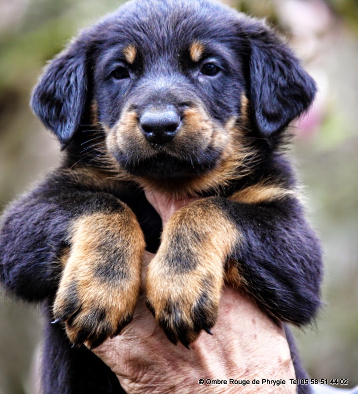 Beauceron, chiots beaucerons, Eleveur landes 40120 2 chiots beaucerons males à réserver tel 05