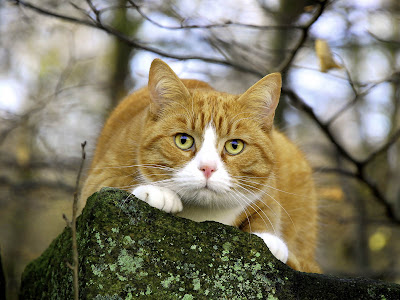 صور قط اصفر ضخم كبير صور قطط 2014 , اجمل صور قطط جميلة , Photos Cats 2014