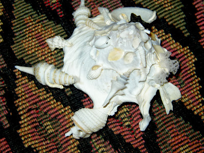 http://4.bp.blogspot.com/-OJBusP1IxbU/UjwXVvQRdsI/AAAAAAAAAIQ/dt-n_zTChgo/s1600/carrier_shell_1.jpg