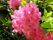 Rhododendron (rhododendron )