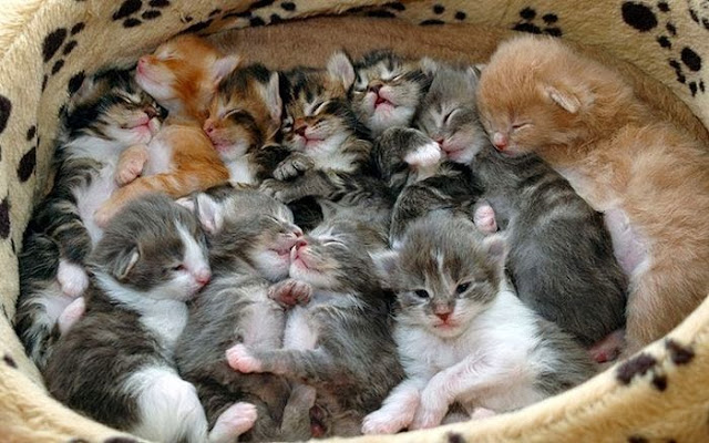 спящий котёнок много ктоят спят