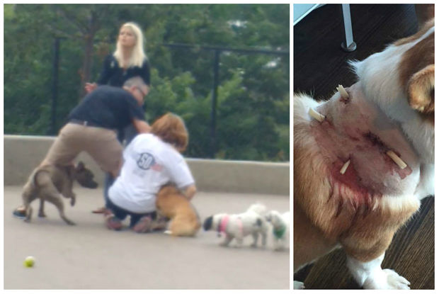 If Dog Bites Then What To Do If Dog Bites Then What To Do
