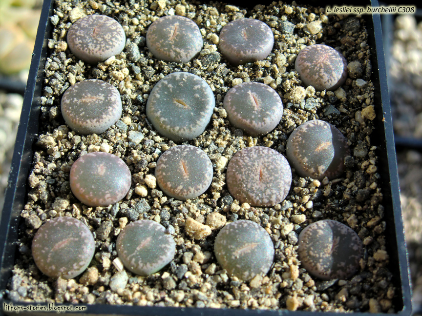 C308+lesliei+ssp.+burchellii_020.jpg