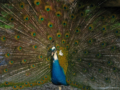 Pauni Peacocks Pfauen Pavos reales