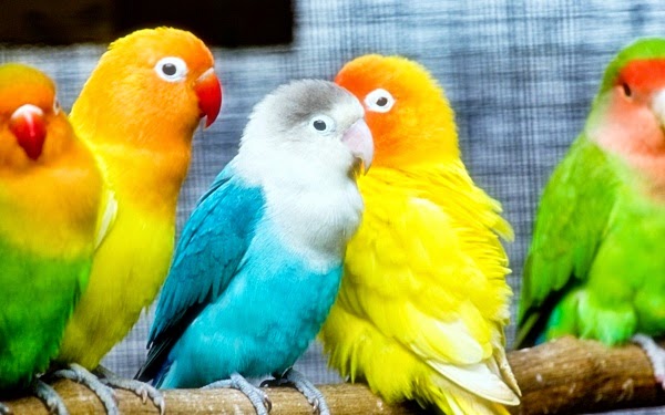 june 2014 tips merawat burung dan harga burung june 2014 tips merawat burung dan harga burung