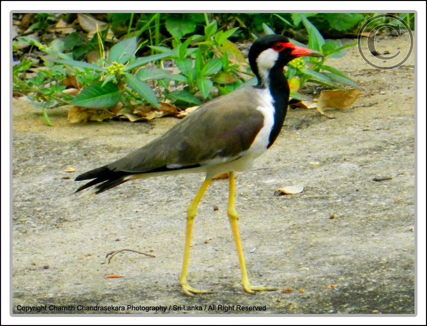 Chamith Chandrasekara Photography Redwattled Lapwing (Vanellus indicus)