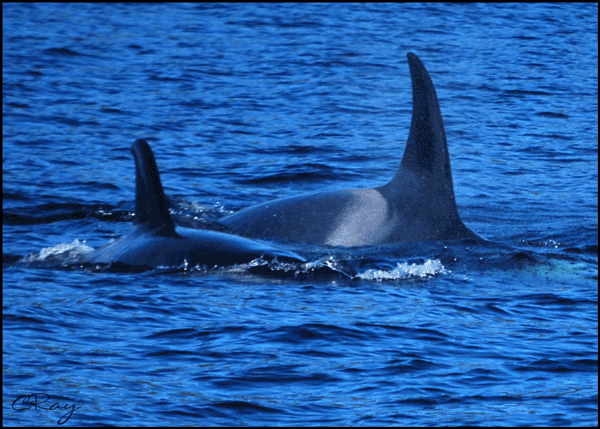 Two Orcas "Killer Whales" in water near Campbell River Vancouver Island Canada