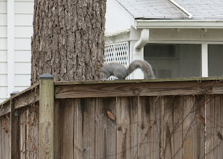 Nutkin on a fence, Thursday, January 07, 2016, 1:00:29 PM