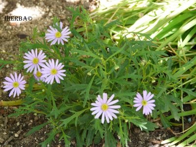 Variety of Life Bellidinae