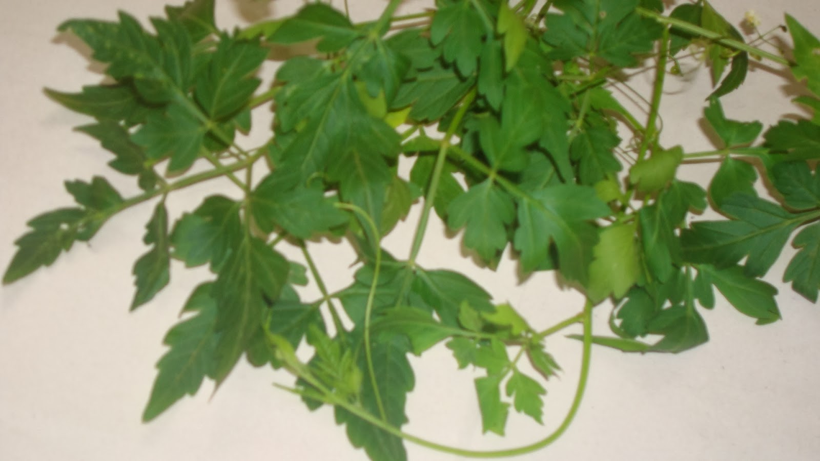 Wel penalaCardiospermum halicacabum Herbal plants Sri Lanka