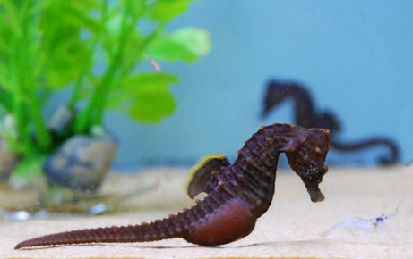 Amazing Seahorse - Seahorses Facts, Photos, Information, Habitats, News