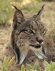 Iberian Lynx Images~The Rarest cat in the World Iberian Lynx Cat, Iberian Lynx Kittens,Iberian Lynx cubs,Lynx facts and images.