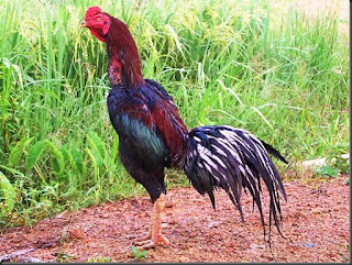 Tips Memelihara Ayam Bangkok Aduan di Musim Panas