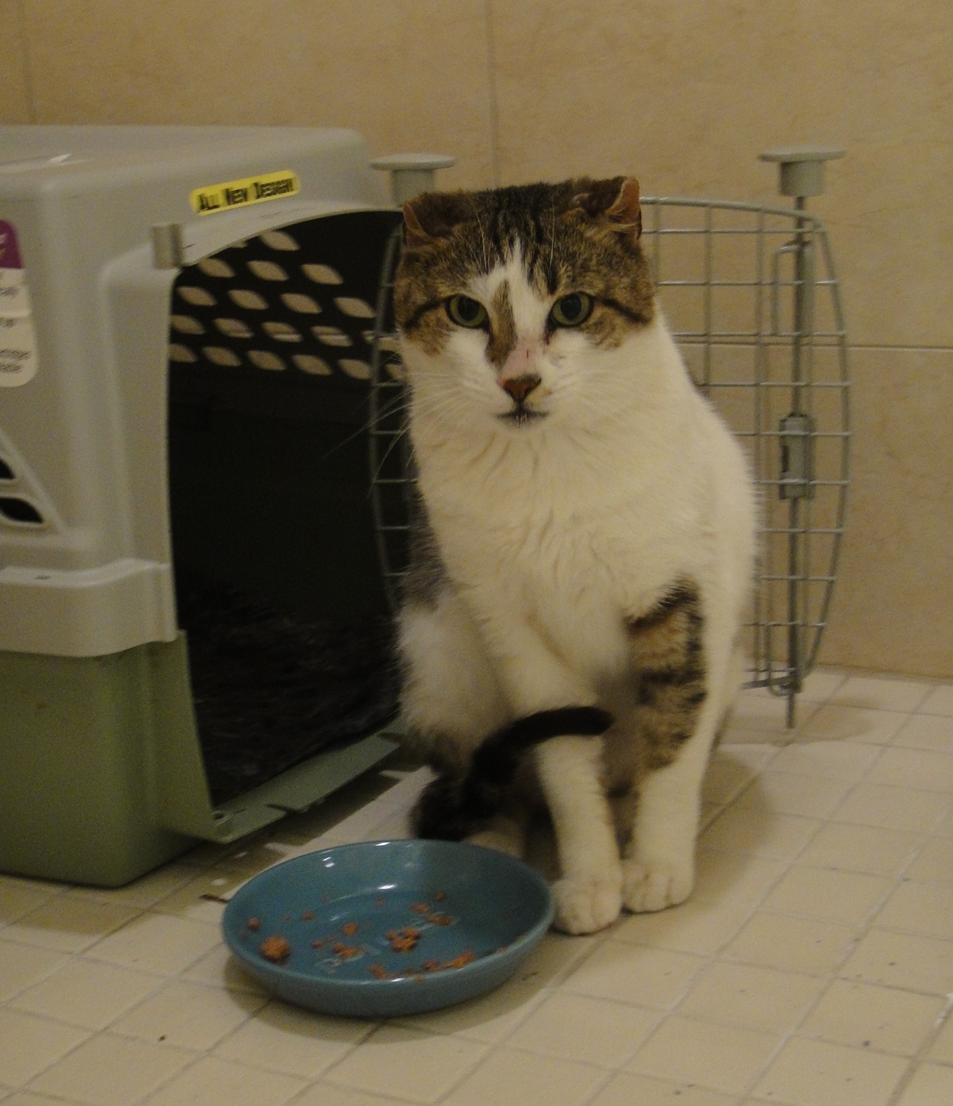 Riverfront Cats, Downtown Miami Charlie Brown is ready for Adoption