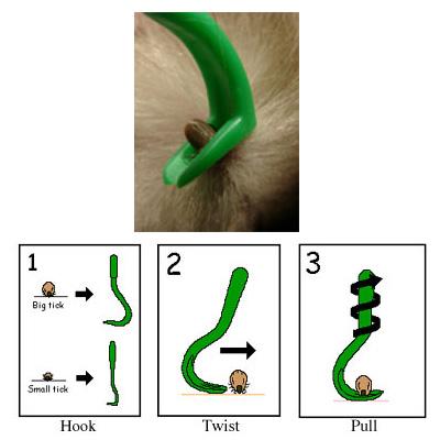 Image result for tick remover