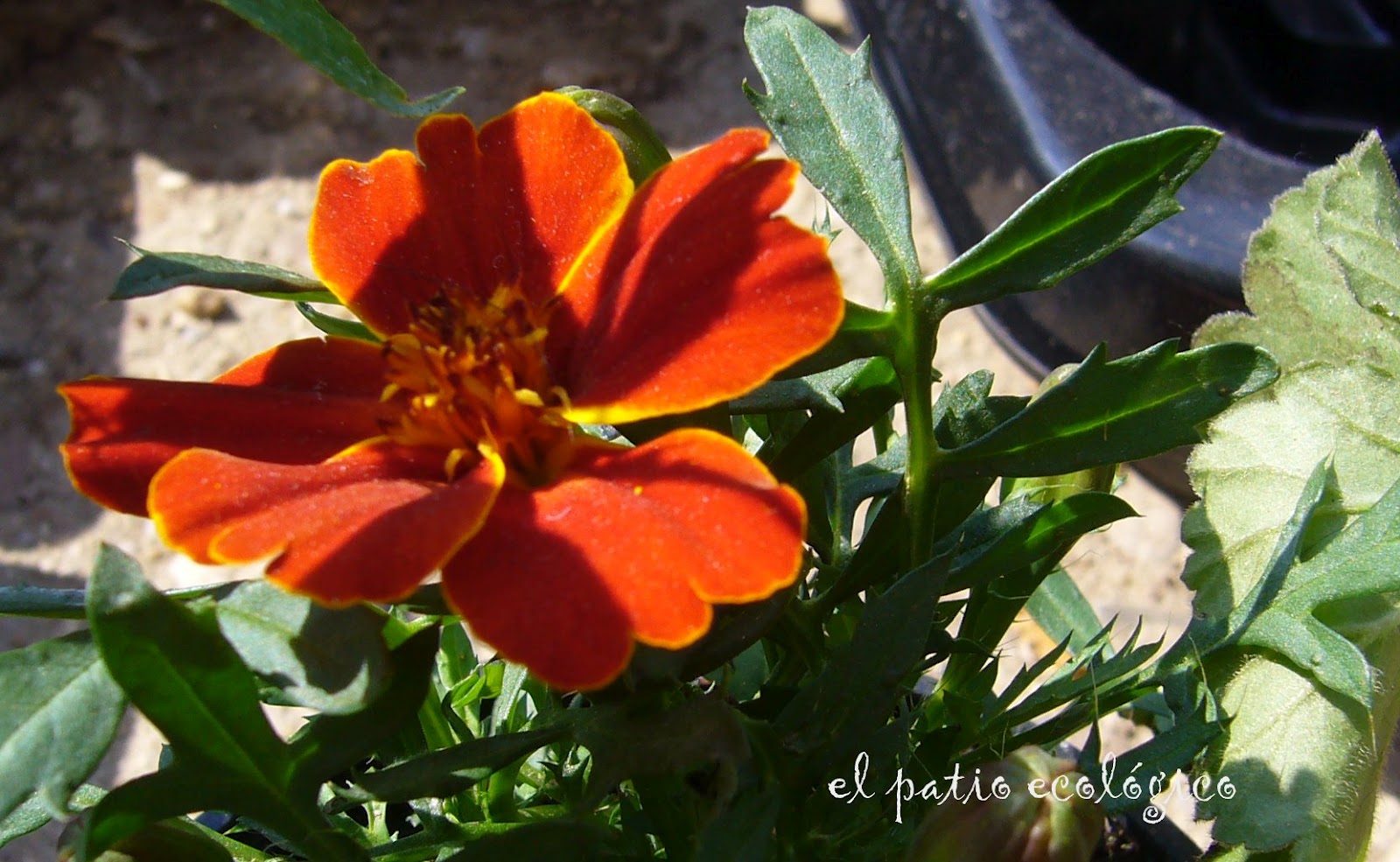 EL PATIO ECOLÓGICO: tagetes