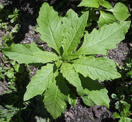 Plantas Curativas y Medicinales: Sopa De Paico Para Plantas Curativas y Medicinales: Sopa De Paico Para