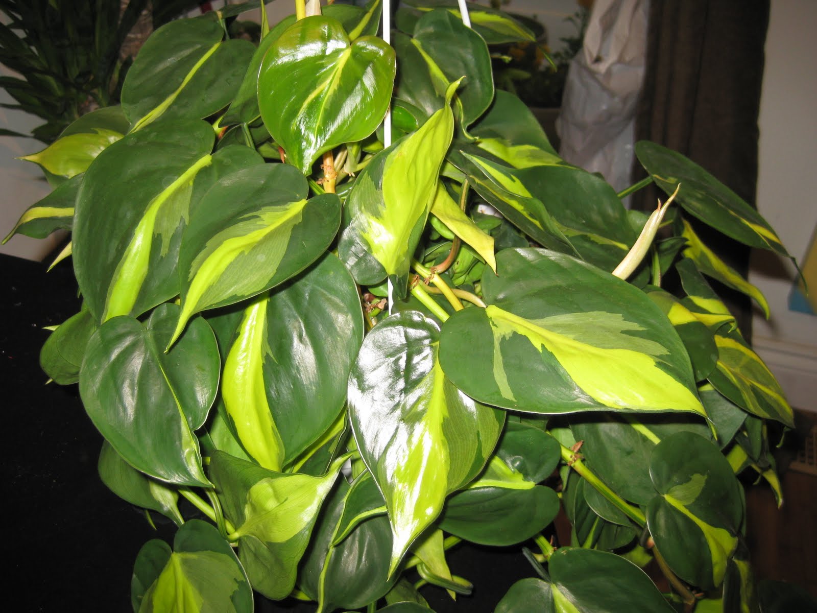 wet my plants not the average pothos