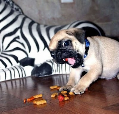 Animal Funny Picture