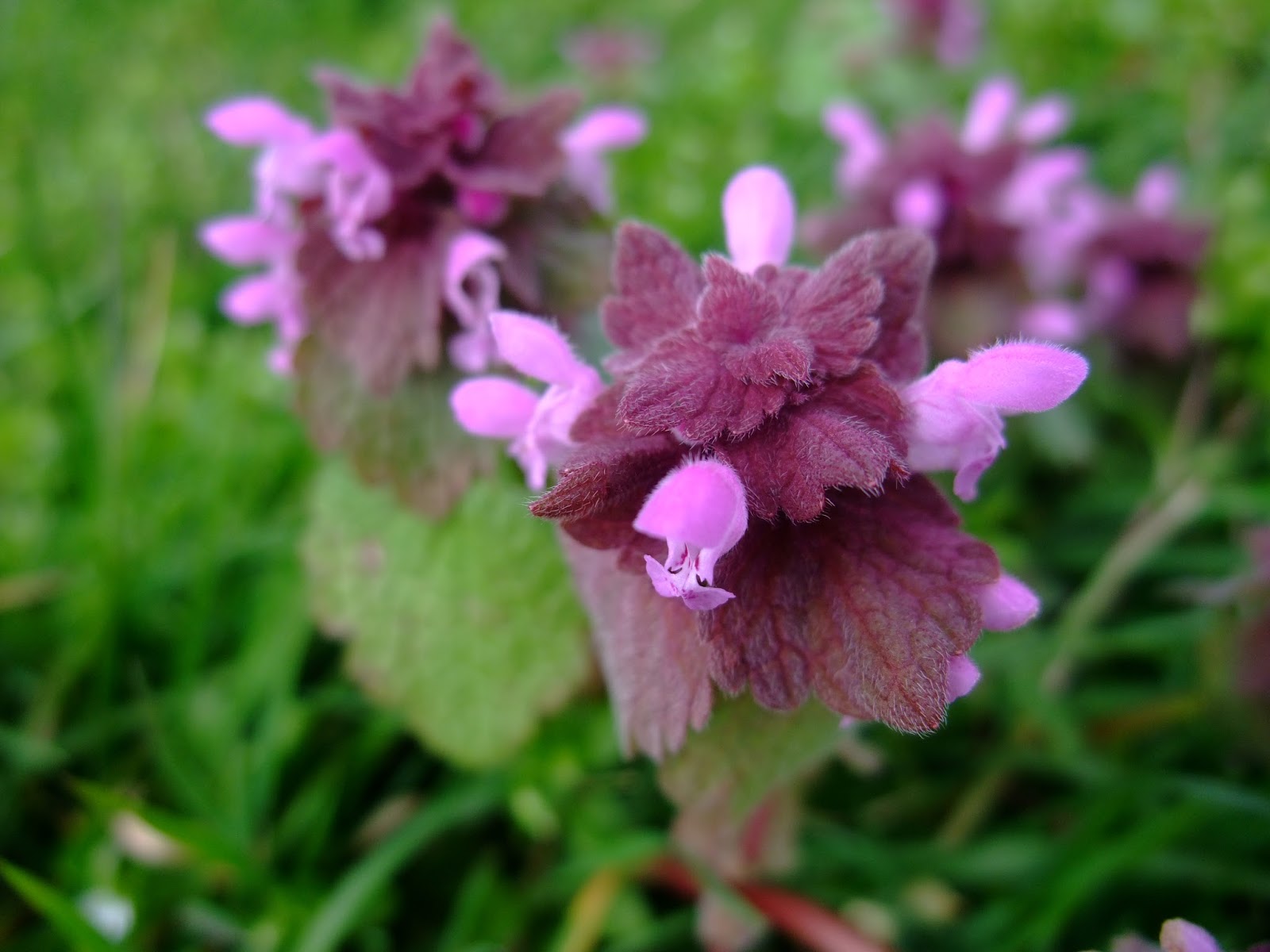 HERBAL PICNIC RED DEAD NETTLE