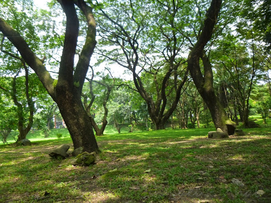 Trees in the Lagoon of UP Diliman