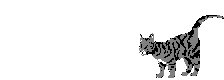 Animation Bundle: Animated Cats Jumping Playing and Running Around See