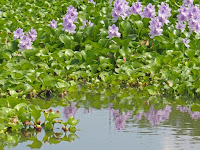 茎の根元が膨らみそれを浮き袋としてぷかぷかと浮かんでいる。 茎の根元が膨らみそれを浮き袋としてぷかぷかと浮かんでいる。
