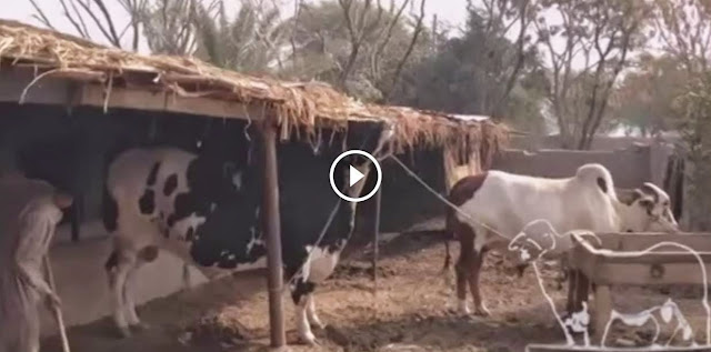 Shah+Cattle+Farm+Cow shah cattle farm 2014, shah cattle farm 2014 video, shah cattle farm ...