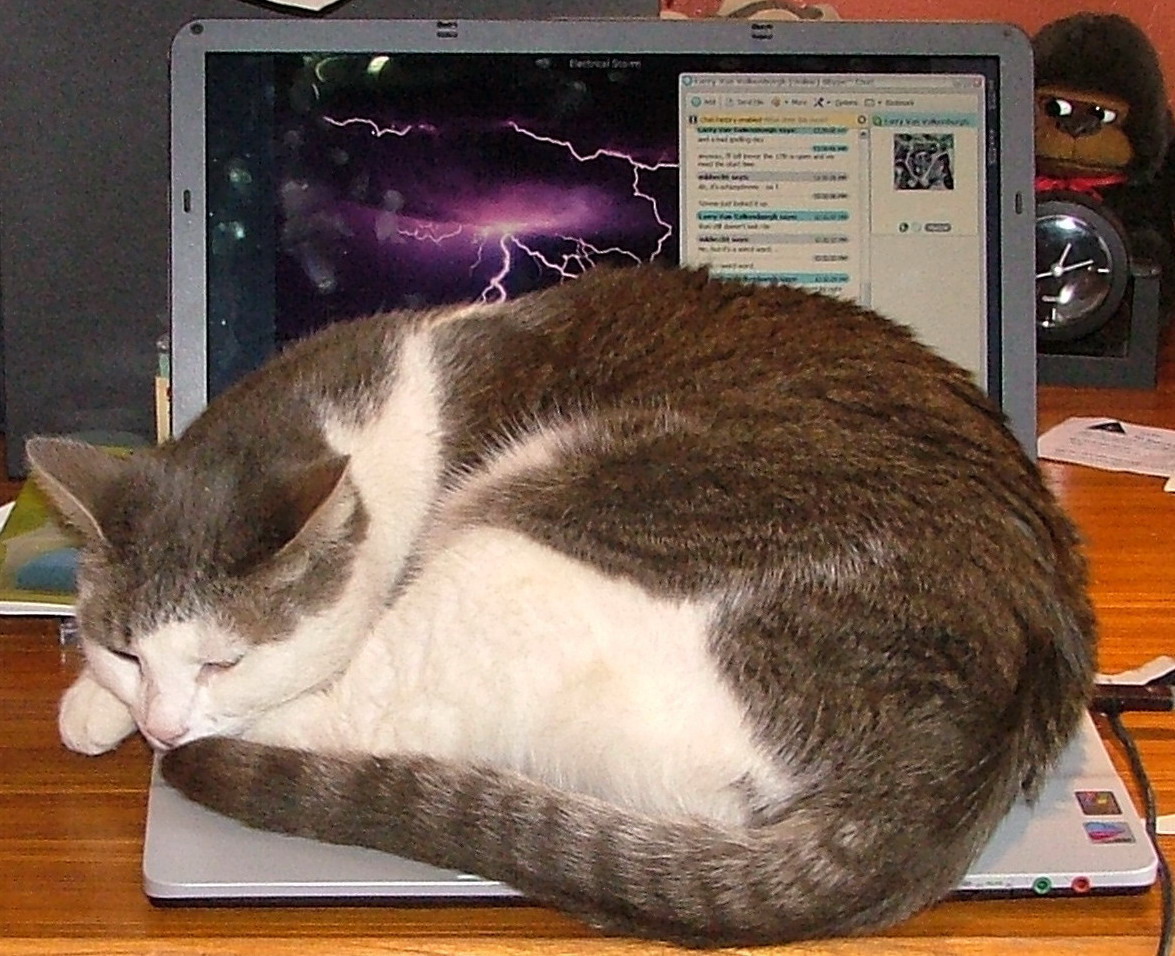 Funny & Cute Cats Using Laptop Funny And Cute Animals