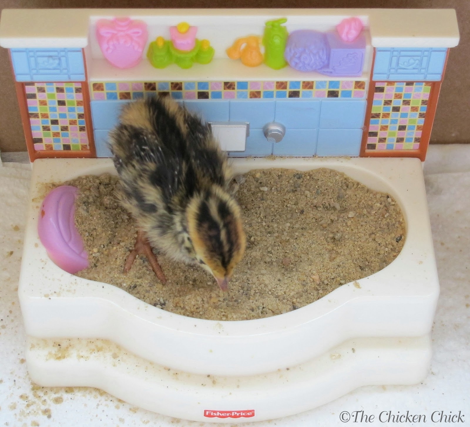 How To Make A Dust Bath For Quail at Tammy Davis blog