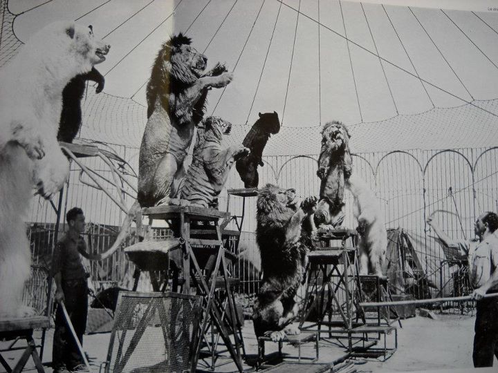 The Circus "NO SPIN ZONE" Alfred Court