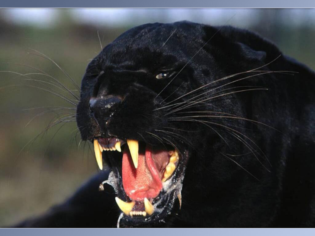 Panthers | Fun Animals Wiki, Videos, Pictures, Stories