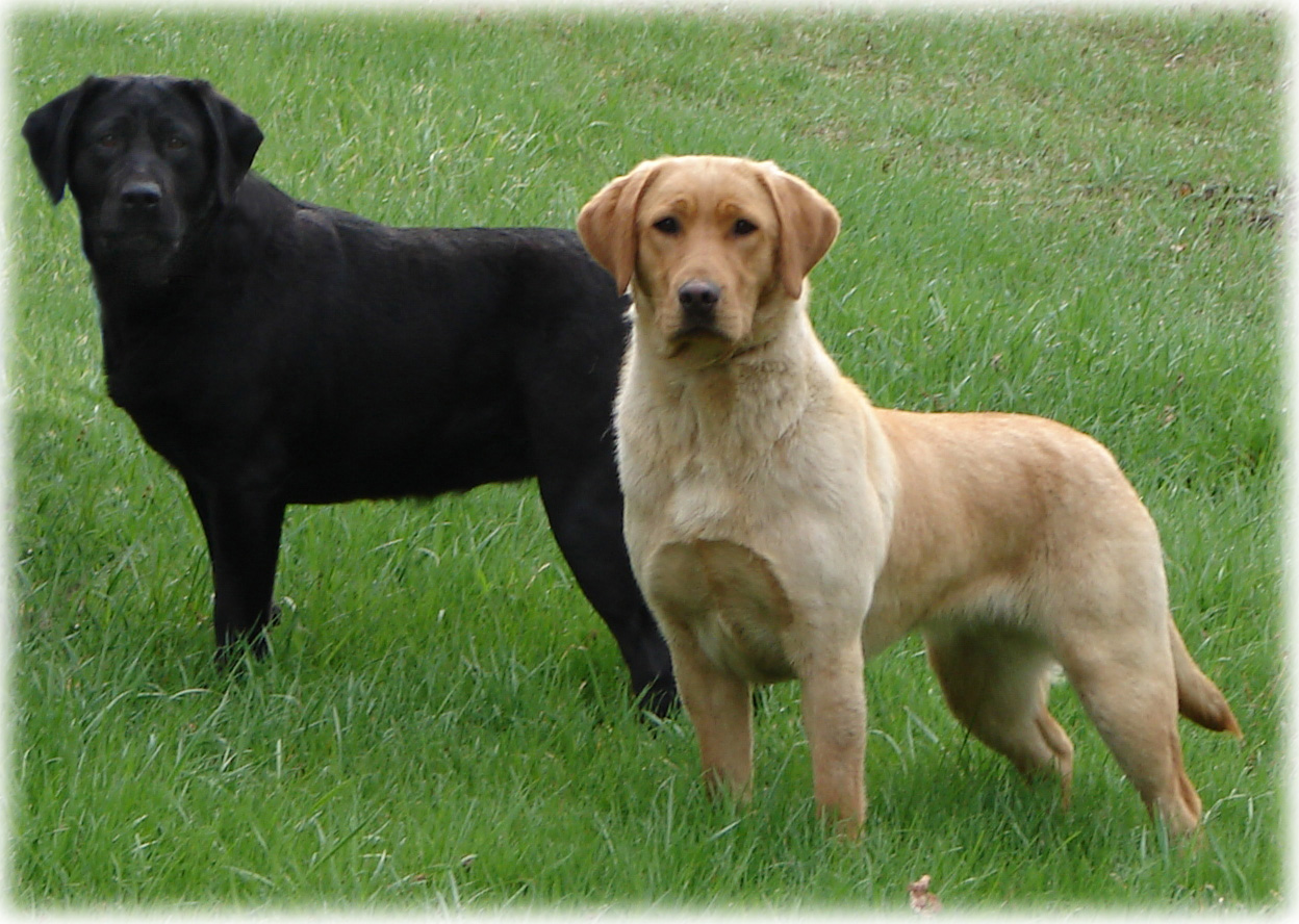 puppy labrador lab quotes quotesgram puppy labrador lab quotes quotesgram