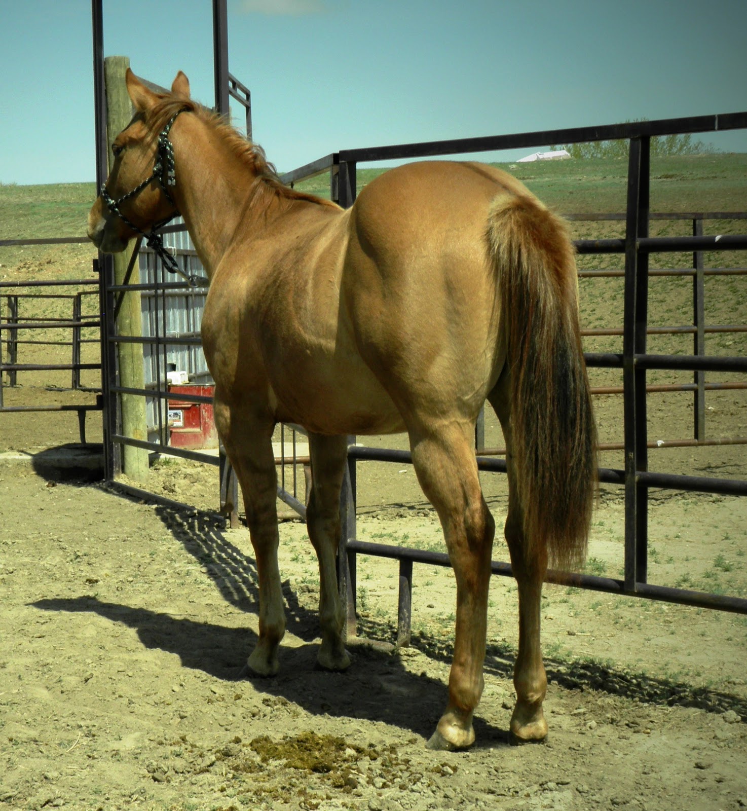 Quarter Horses For Sale In Texas Craigslist - 7pioa7r
