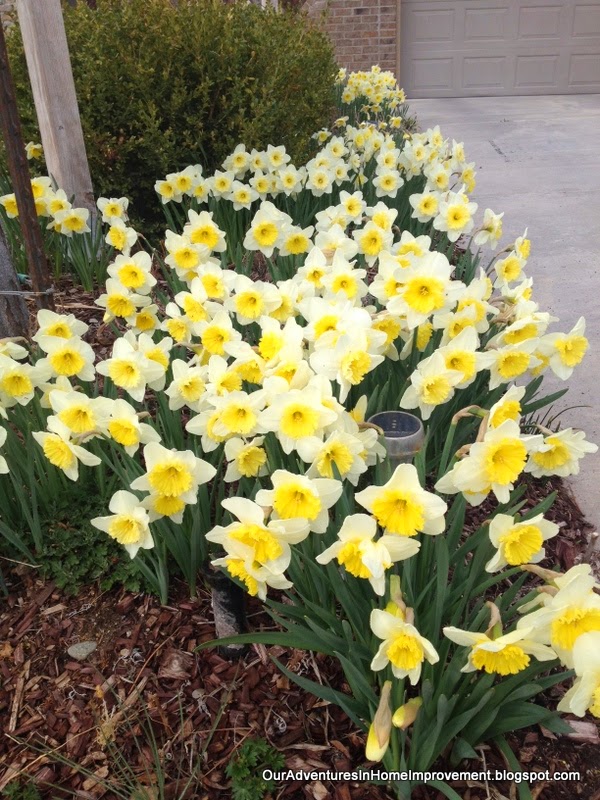 Our Adventures in Home Improvement Daffodils in Bloom!