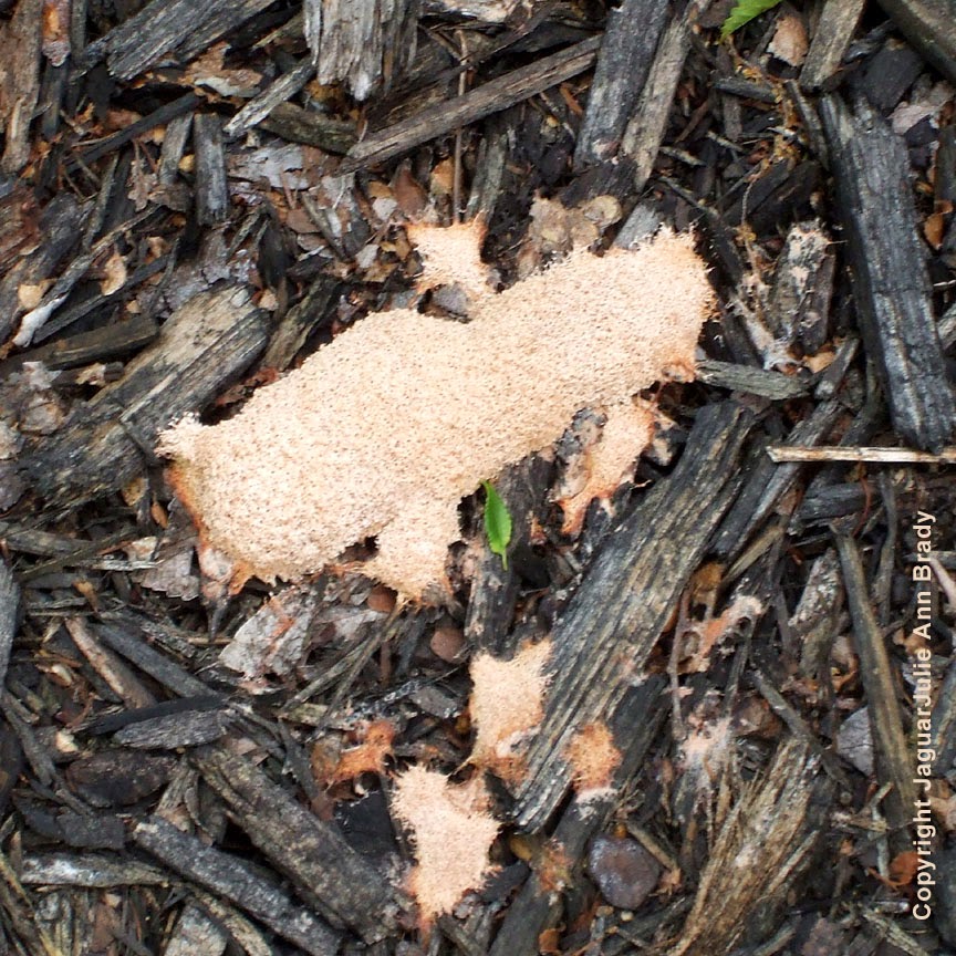 Julie Ann Brady Blog On Pink Slime Mold in Sunflower Garden