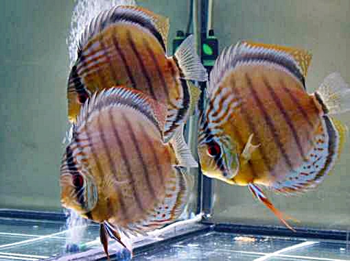 Penyakit Pada Ikan Discus Mini Aquarium Penyakit Pada Ikan Discus Mini Aquarium