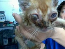 Kucingku Duniaku Masalah Kesihatan Kucing 3 Mata Dan Masalahnya