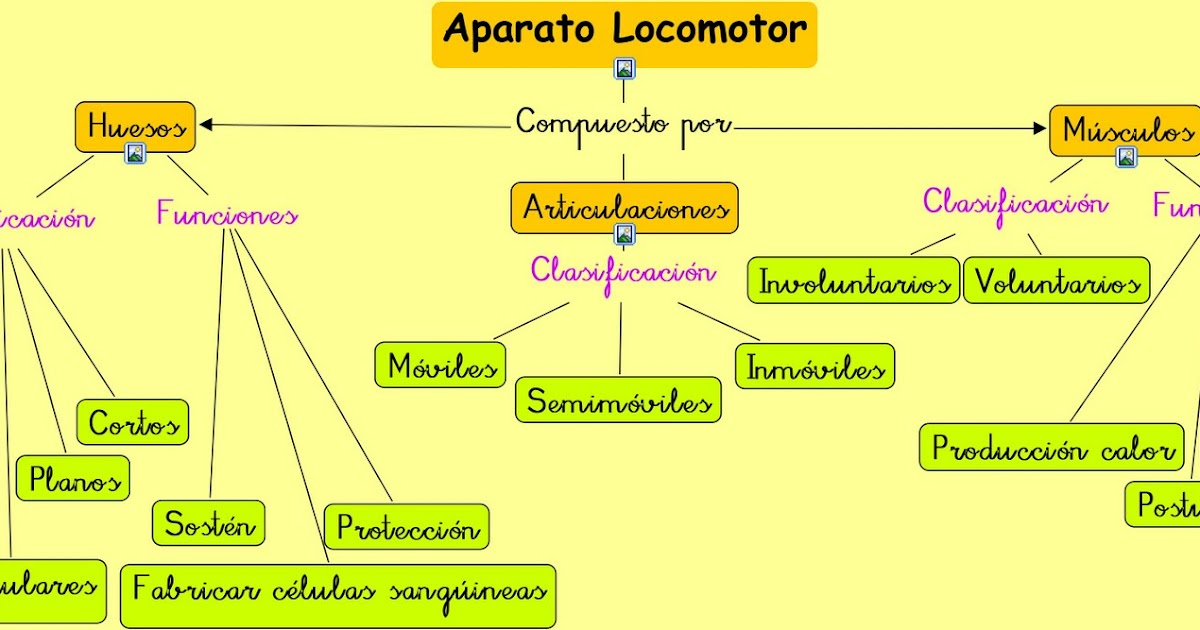 APRENDER ES DIVERTIDO: APARATO LOCOMOTOR (ESQUEMA)