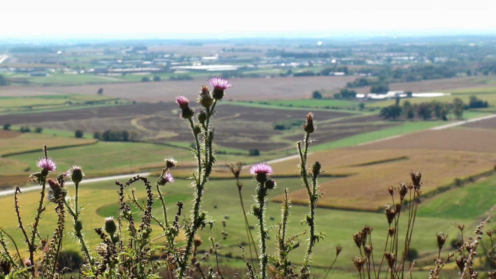 Wheres the Karma? Flowers on the Mound