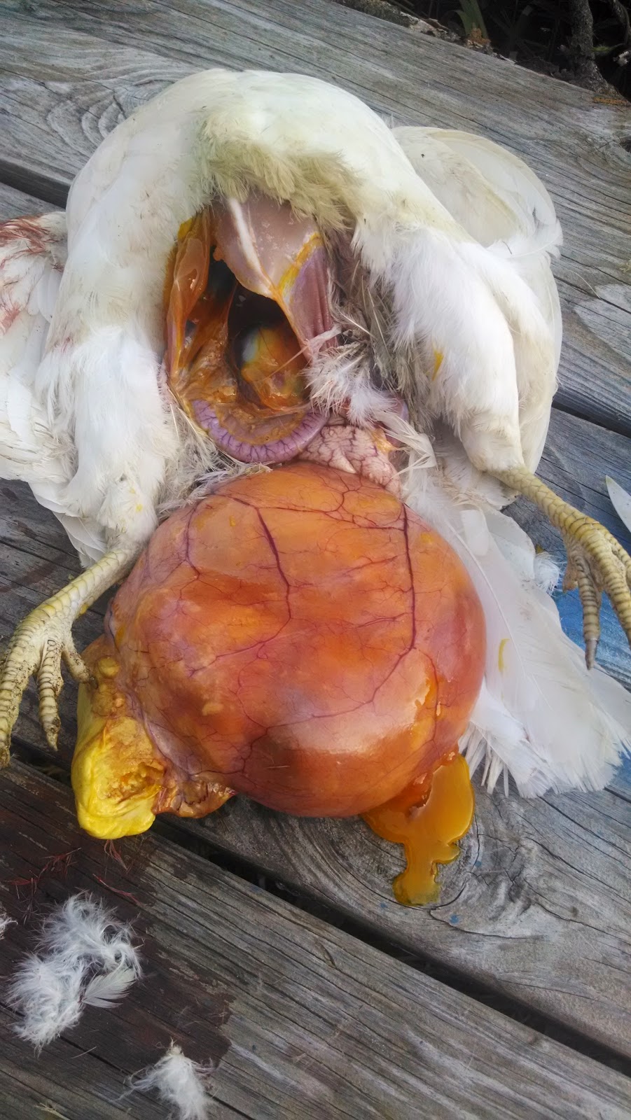 barefoot outside chicken with