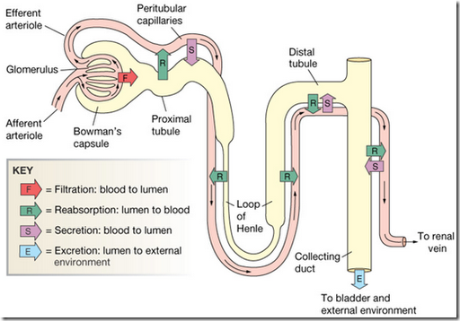 the basic structure and function of the normal kidney essay Normal kidney histolgy published in: tissue between base of pyramid and surface of kidney is known as cortical loule - cortical lobules 1 structural and functional unit of each kidney is nephron “ there are 1. the basic structure and function of the normal kidney essay Normal kidney histolgy published in: tissue between base of pyramid and surface of kidney is known as cortical loule - cortical lobules 1 structural and functional unit of each kidney is nephron “ there are 1.