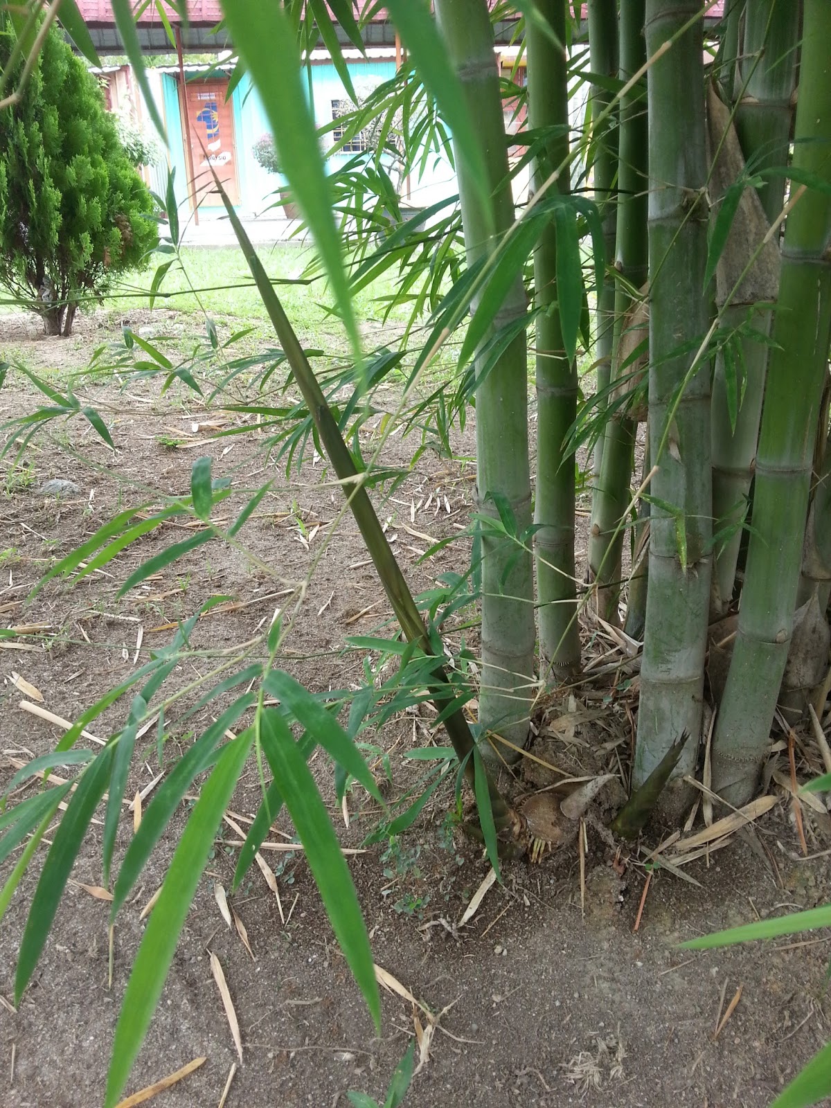 Xing Fu HARVESTING BAMBOO SHOOTS