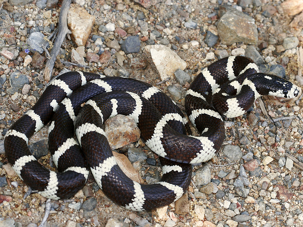 California Kingsnake Snake